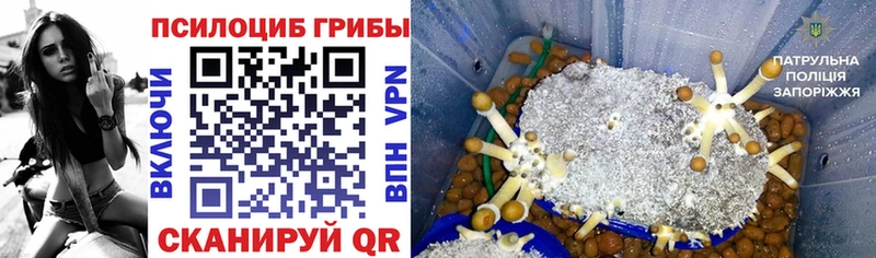 наркотики  Лесосибирск  Псилоцибиновые грибы Cubensis 